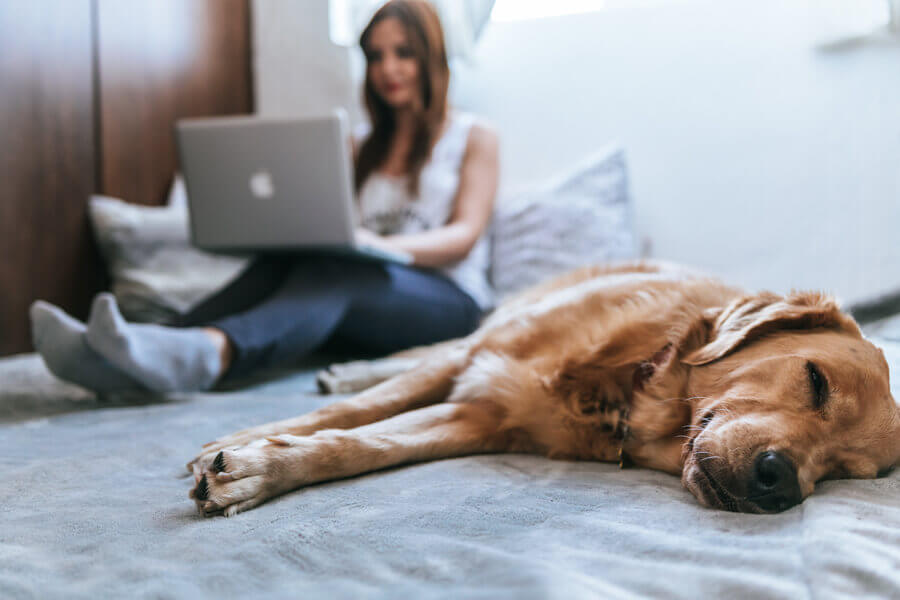 dog sleeping in bed while working